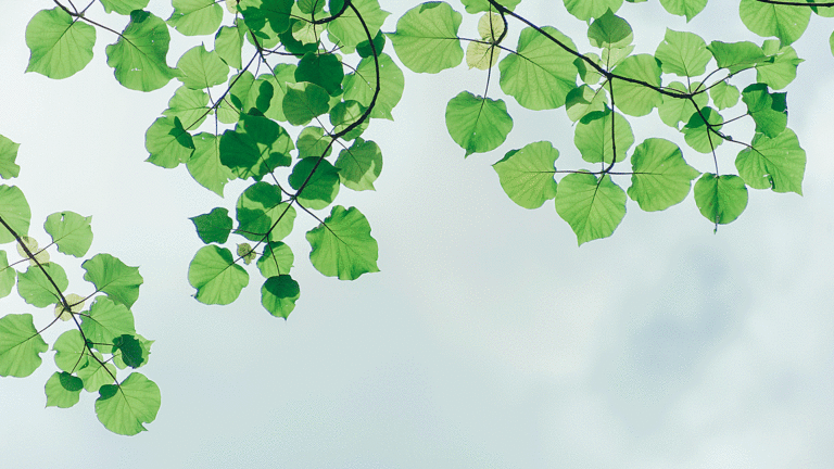 Gröna trädblad visas mot en gråblå himmel.